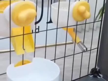 # 挂式水壶 兔子饮水器宠物专用挂式滚珠水壶自动喂食器#自动喂食器#养宠必备#好物推荐🔥