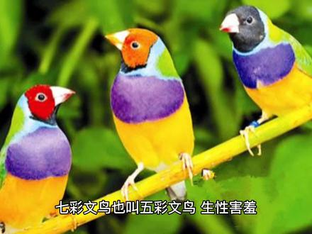 七彩文鸟真漂亮#七彩文鸟饲养#七彩文鸟#手养鸟#珍珠鸟#