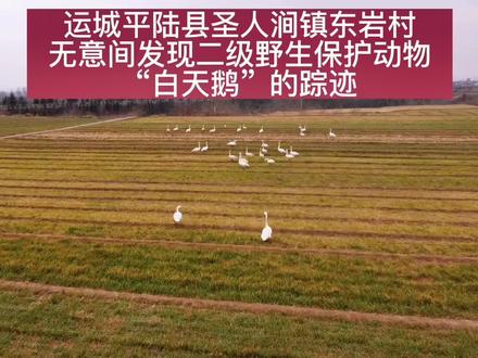 运城平陆县圣人涧镇东延村偶遇国家二级野生保护动物“白天鹅”#现场实拍 #人与自然万物和谐共处 #助力乡村振兴 #保护生态环境