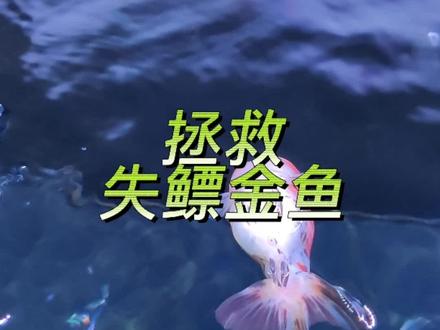 分享一个拯救金鱼失鳔的小办法👍#养鱼日记 #观赏鱼 #水族 #养鱼 #养鱼人