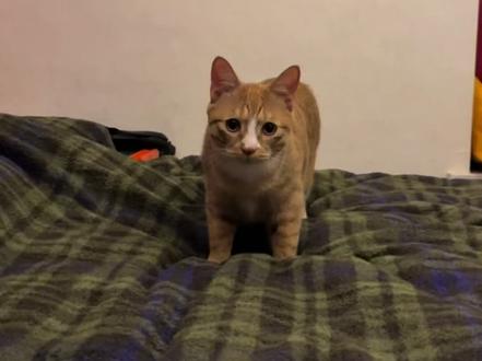 声控猫怎么大小眼了?#大橘为重 #大橘 #记录猫咪日常 #橘猪