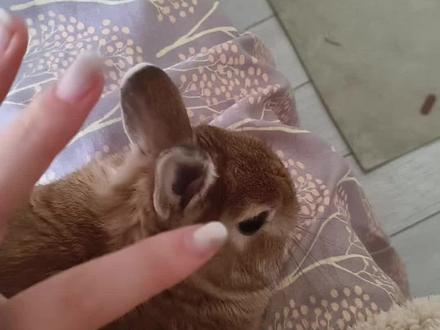 兔子的痒痒肉 小伏:(猛摇头)
#小兔兔🐰 #萌宠出道计划 #萌宠日常记录 #动物的迷惑行为 #兔子的迷惑行为