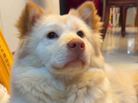 哈妹去体检了,我和饭饭很紧张…… #萌宠 #萌宠出道计划 #萌宠日常记录 #中华田园犬 #土松