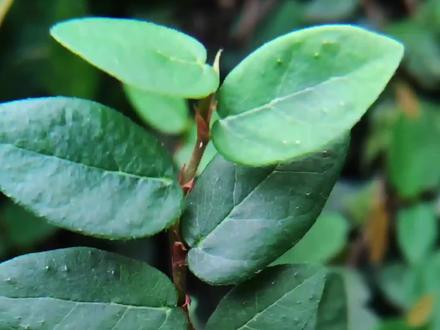 #药用植物介绍 #创作者中心 #创作灵感#薜荔#真实户外 #原创视频 薜荔,别名 木莲藤(《日华子本草》),辟萼(《质问本草》),石壁莲(《植物名汇》),木瓜藤、膨泡树、饼泡树、壁石虎、木壁莲(《中国树木分类学》),爬墙虎、风不动(《中国药植志》),彭蜂藤(《福建民间草药》),石龙藤(《中药志》),常春藤(《广西中药志》),石壁藤、补血王、追骨风、爬岩风(《湖南药物志》),墙脚柱、红墙套、烟筒丕(《闽东本草》),田螺掩、爬山虎、大鼓藤(《广东中药》Ⅱ),石绷藤(《江西民间草药验方》),薛荔络石藤、老鸦馒头藤(广州部队《常用中草药手册》),凉粉藤、爬墙藤、牛屎藤(《江西草药》)等,视频内容仅供参考,无不良引导。#药用植物