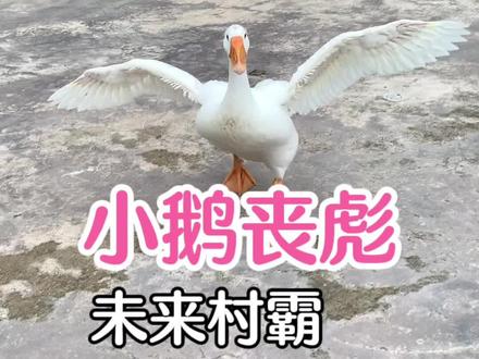 #小鹅丧彪 #我的乡村生活 胆小的丧彪也开始学着追小朋友咬了。