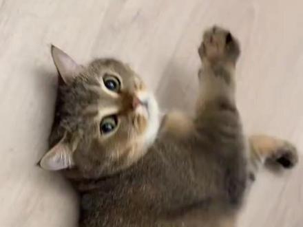 听说这是中华田园猫的“超稀有款”? 你在两广地区见过这种‘小麻雀’吗?#雀猫 #中华田园猫 #猫咪品种 #土猫
#养猫冷知识