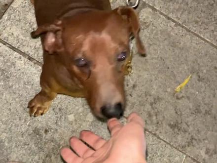 又偶遇腊肠狗了!大叔阿姨好好呀让我摸它!腊肠狗超级超级可爱超级超级热情!没想到它居然叫板凳,不叫馄炖!我的天啊哈哈哈哈哈!