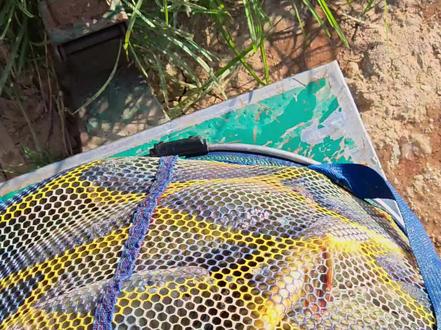 南瓜搓饵开饵方法,#南瓜酥虾饵 #爆护饵料 #原来钓鱼才是抖音运动顶流