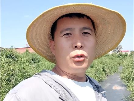今年酸枣嫁接失败的原因就是砧木水分太大,明明芽子出来了也不旺,甚至枯萎掉。千万不要二次嫁接!二次嫁接树直接挂掉!唯一的解决办法就是7月十五号以后芽接。#酸枣 #酸枣种植#酸枣嫁接 #中药材种植 #田间真实体验