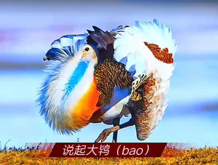 草原上奇特的"大鸨"你见过吗?#科普知识 #动物 #科普