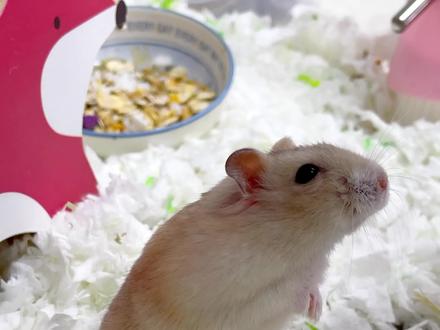 仓鼠为什么站起来 #仓鼠 #金丝熊 #科学养宠攻略 #阿瑞rua一下 #鼠鼠我呀