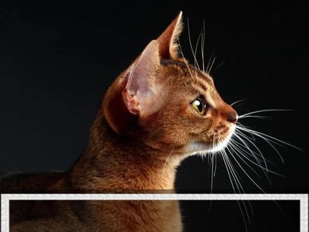 猫流黄鼻涕反复不好,鼻支后遗症怎么办?冲洗鼻腔效果不错#猫鼻支 #新手养猫 #养猫日常 #养猫新手 #养猫进阶指南