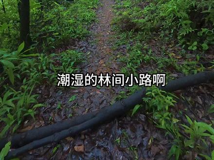 长沙大山冲徒步攻略 号称长沙小九寨的大山冲,徒步环线不到7公里,爬升300米,超轻松,很适合亲子徒步,现在丰水期水上森林确实很出片,五一不想人挤人,就可以去这呼吸下新鲜空气。#大山冲森林公园 #长沙周边徒步地推荐 #旅行的凯叔