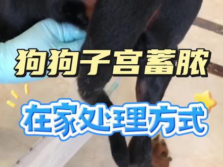 狗狗子宫蓄脓在家自己解决#狗狗子宫蓄脓#狗狗子宫炎症#狗狗空窝假怀孕#狗狗子宫积液