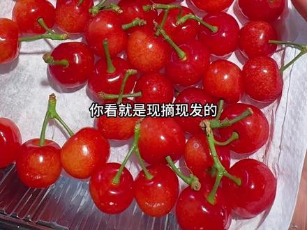 第一次吃国产的樱桃真的又嫩又鲜,酸酸甜甜的果香味超浓 #四川小樱桃 #新鲜应季水果