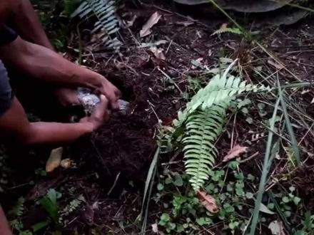 泥洞中的土龙 #野生动物零距离