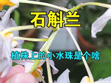 #兰花 #养花小知识 #蝴蝶兰 #石斛兰 兰花植株上的透明小水珠是什么