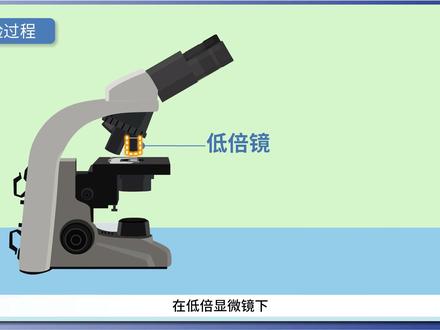生物组织中脂肪的检测和观察 #生命科学