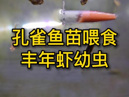 孔雀鱼生小鱼宝宝后,鱼苗该喂什么#孔雀鱼 #观赏鱼 #丰年虾 #养鱼