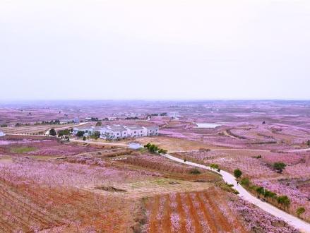 2024年,随县尚市桃花节即将开幕,欢迎广大游客前来游玩! #尚市镇桃花节