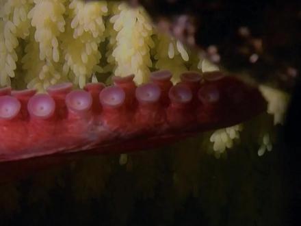 传说中的北海巨妖,却是一生劳碌命?