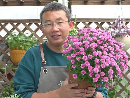 我有1个养花问题:菊花栽种下去,没多久就干枯了?石头找出2个毛病#养花小知识 #养花