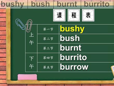 每日单词bushy、bush、burnt、burrito、burrow是什么意思 #学英语 #英语单词