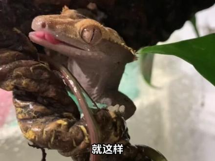 养了一只灭绝过的动物 #守宫 #睫角 #爬宠 #爬宠日常 #造景