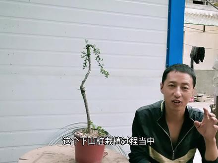 盆景下山桩栽植,到底要不要缠膜,今天我来聊聊