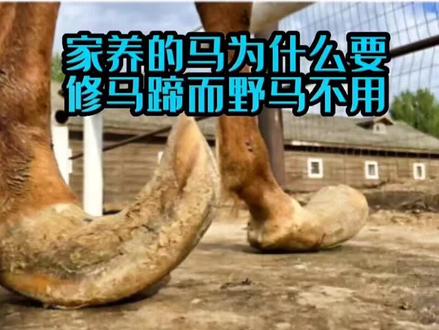 家养的马为什么要人工修马蹄?而野马为什么不用修马蹄?#创作灵感 #动物世界 #修马蹄 #神奇动物在抖音 #阿拉伯马
