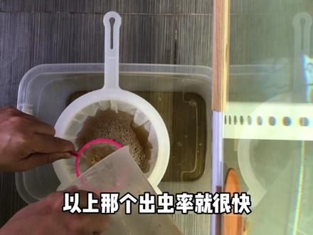 按一些鱼友需求。出一期,洄水繁殖完整攻略,过滤草履虫的滤网目数!#洄水 #草履虫 #养鱼日记 #养鱼人 #滤网