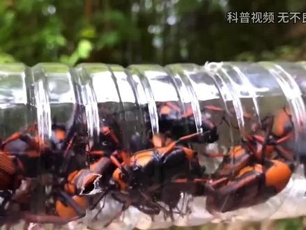 农村常见的竹象,不仅能玩还能吃,为什么越来越少了? (3)#竹象 #竹象虫 #竹子 #内容启发搜索