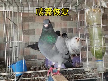 鸽子嗉囊破了缝合第三天就让它出来继续喂幼鸽了 #信鸽赛鸽 #鸽子信鸽 #幼鸽 #种鸽