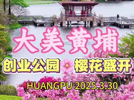 广州黄埔创业公园樱花全盛绽放 (来源:@微游寰宇 )
