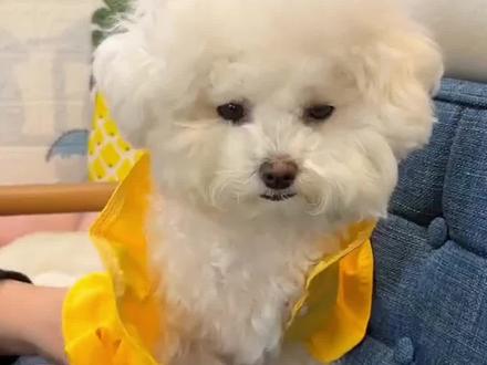 比熊为什么那么胆小#比熊