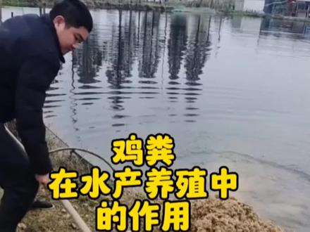 鸡粪在水产养殖中的作用
#水产养殖 #每天分享养殖小知识 #鱼虾蟹养殖 #三农 #养殖人加油