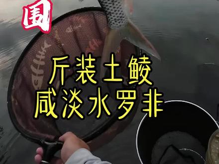 探钓海鸥岛欧尾咸水围,#斤装土鲮#斤非 拉力十足,过瘾#钓鱼人的精神无人能比 #钓鱼人 #户外钓鱼