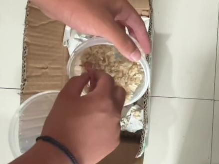 白化红玉米蛇开箱反馈#蛇 #玉米蛇 #宠物蛇