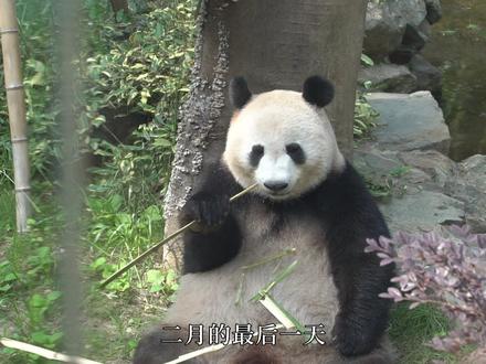怀念香果和半半,期待调查与保护 #大熊猫 #大熊猫香果 #大熊猫半半 #大熊猫春生 #杭州
