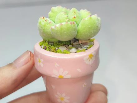 粘土迷你小多肉植物微缩景观手工diy教程#手工diy #粘土教程 #微缩里的迷你世界