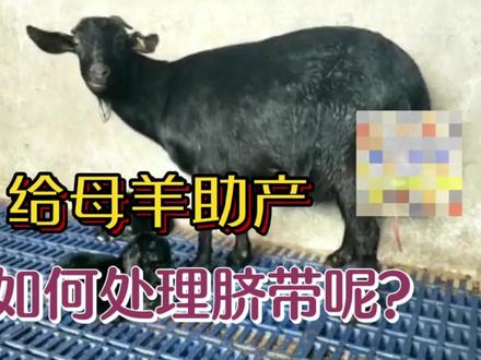 人工助产的羔羊,如何断脐带?