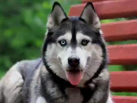 为什么狗狗会异瞳#狗狗 #萌宠 #呆萌可爱 #这狗成精了 #家有傻狗 #这也太可爱了吧 #可爱到爆炸💥