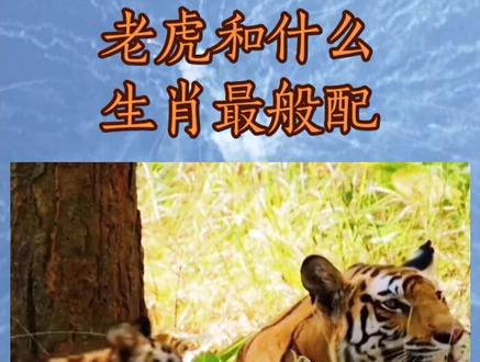 老虎最般配的生肖,您是吗?@DOU+小助手 @DOU+上热门