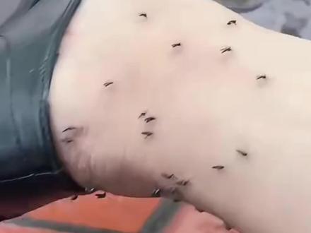 #冬天咬人的蚊子出现了 一种名为“骚扰库蚊”的蚊子凭借地下空间恒温实现全年无休繁殖 #蚊子 #冬天