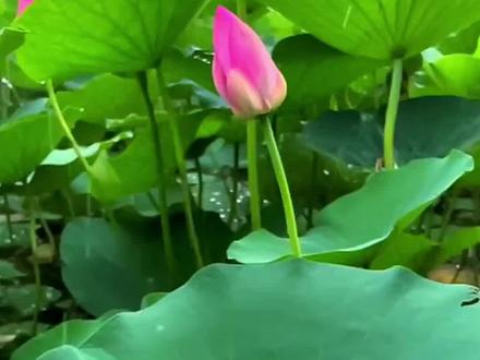 #有毒植物#安全#儿童#植物#家庭种植#龟背竹#铃兰