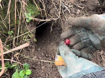 小伙的“AK47”加散弹炮灭鼠,下一秒害鼠一跳而出,场面太刺激了#捉老鼠 #乡村军仔 #军仔抓老鼠 #驱鼠 #灭鼠