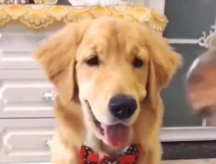 当狗狗看到主人把蛋糕狗的狗头切掉以后,这反应、这表情太逗了!#搞笑 #萌宠