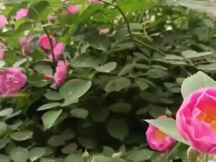 《雨过后的风景》爆火!治愈感太戳心