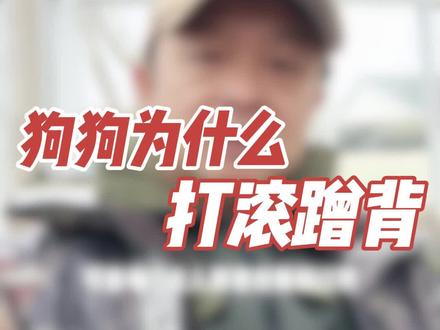 狗狗为什么打滚蹭背? #狗狗打滚 #狗狗 #犬行为