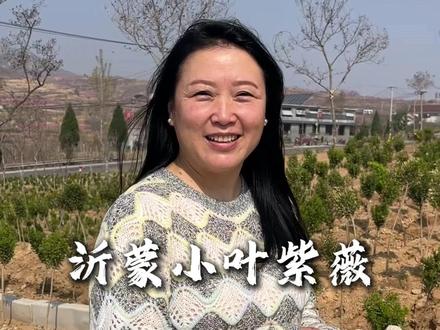 收到树苗后要怎么种? #沂蒙小叶紫薇 #小叶紫薇 #紫薇树 #树苗 #沂蒙小叶紫薇协会